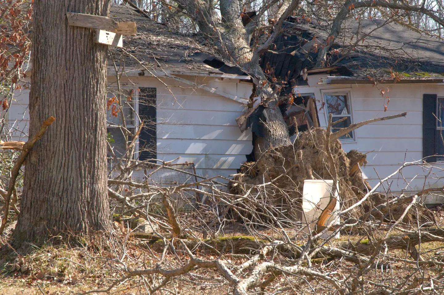 A fallen tree limb resting on the roof of a storm-damaged house