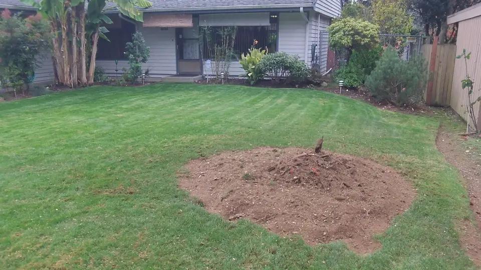 The same stump after grinding, ground flush with the yard