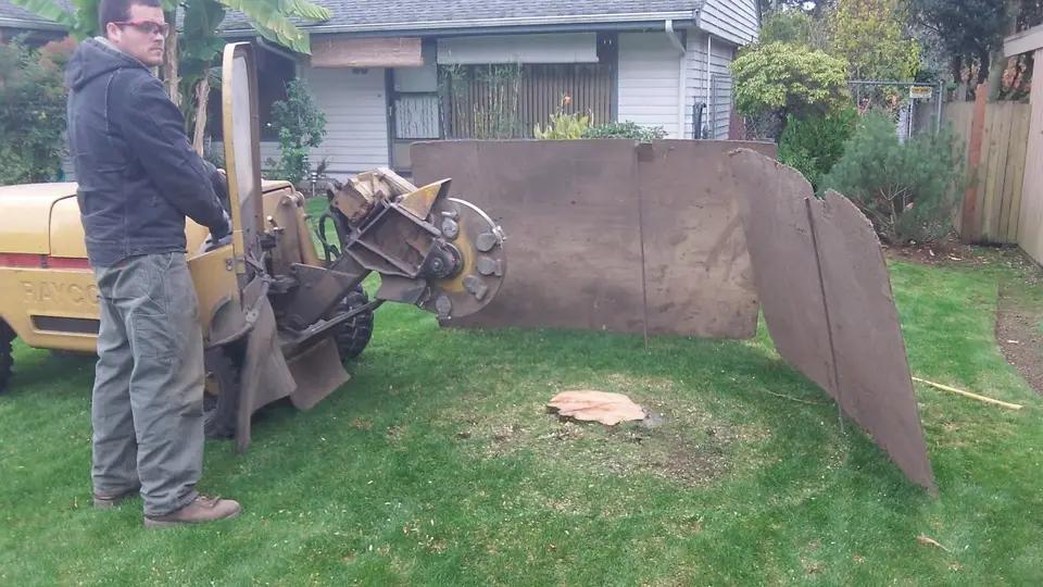 A tree stump before grinding, left in a yard